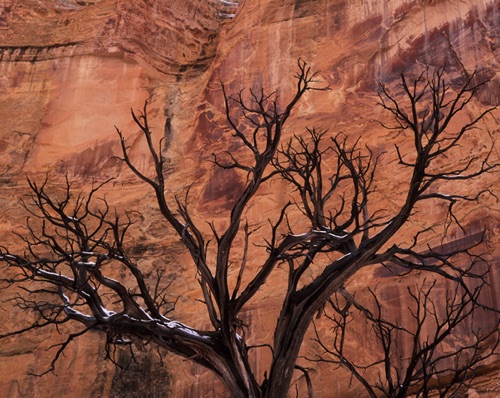 Juniper, Crack Canyon, Utah (MF).jpg